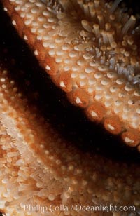 Giant sea star (starfish) detail, Pisaster giganteus, La Jolla, California