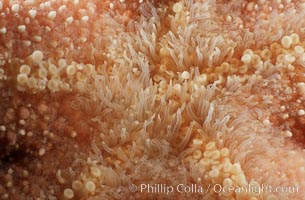 Giant sea star (starfish) detail, Pisaster giganteus, La Jolla, California