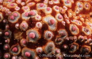 Starfish (sea star), dorsal surface detail including spines and pincers, Pisaster giganteus, La Jolla, California