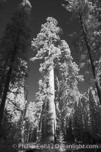 Giant sequoia tree towers over surrounding trees in a Sierra forest.  Infrared image, Sequoiadendron giganteum, Mariposa Grove