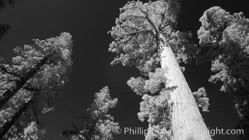 Giant sequoia tree towers over surrounding trees in a Sierra forest.  Infrared image, Sequoiadendron giganteum, Mariposa Grove