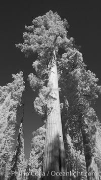 Giant sequoia tree towers over surrounding trees in a Sierra forest.  Infrared image, Sequoiadendron giganteum, Mariposa Grove