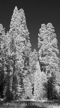 Giant sequoia tree towers over surrounding trees in a Sierra forest.  Infrared image, Sequoiadendron giganteum, Mariposa Grove