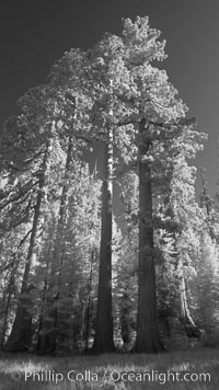 Giant sequoia tree towers over surrounding trees in a Sierra forest.  Infrared image, Sequoiadendron giganteum, Mariposa Grove