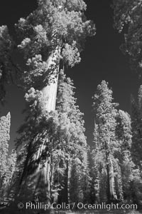 Giant sequoia tree towers over surrounding trees in a Sierra forest.  Infrared image, Sequoiadendron giganteum, Mariposa Grove