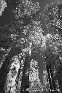 Giant sequoia tree towers over surrounding trees in a Sierra forest.  Infrared image, Sequoiadendron giganteum, Mariposa Grove