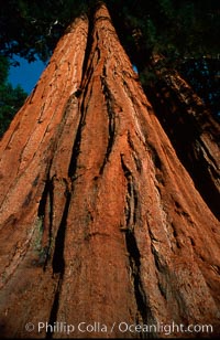 Sequoia trees, Sequoiadendron giganteum, Sequoia Kings Canyon National Park, California