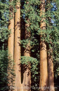 Sequoia trees, Sequoiadendron giganteum, Sequoia Kings Canyon National Park, California