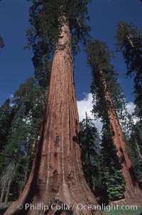 Giant Sequoia tree. Mariposa Grove, Yosemite National Park, California, USA, Sequoiadendron giganteum, natural history stock photograph, photo id 03640