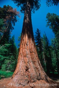 Giant Sequoia tree, Sequoiadendron giganteum, Mariposa Grove, Yosemite National Park, California