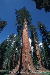 Giant Sequoia tree, Sequoiadendron giganteum, Mariposa Grove, Yosemite National Park, California