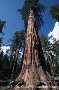 Giant Sequoia tree. Mariposa Grove, Yosemite National Park, California, USA, Sequoiadendron giganteum, natural history stock photograph, photo id 03643