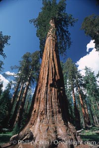 Giant Sequoia tree, Sequoiadendron giganteum, Mariposa Grove, Yosemite National Park, California