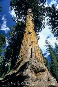 Giant Sequoia tree, Sequoiadendron giganteum, Mariposa Grove, Yosemite National Park, California