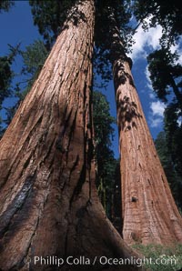 Giant Sequoia tree, Sequoiadendron giganteum, Mariposa Grove, Yosemite National Park, California