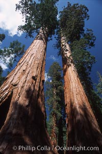 Giant Sequoia tree, Sequoiadendron giganteum, Mariposa Grove, Yosemite National Park, California