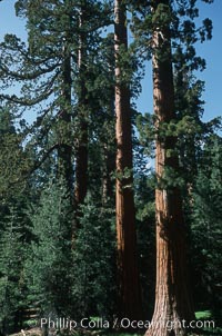 Giant Sequoia tree. Mariposa Grove, Yosemite National Park, California, USA, Sequoiadendron giganteum, natural history stock photograph, photo id 03648
