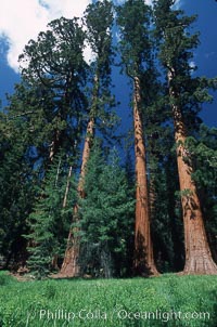 Giant Sequoia tree, Sequoiadendron giganteum, Mariposa Grove, Yosemite National Park, California