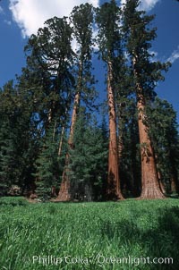 Giant Sequoia tree, Sequoiadendron giganteum, Mariposa Grove, Yosemite National Park, California