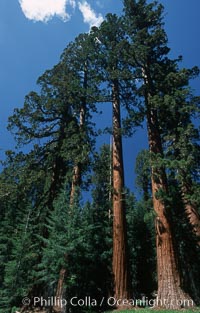 Giant Sequoia tree, Sequoiadendron giganteum, Mariposa Grove, Yosemite National Park, California