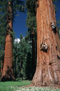 Giant Sequoia tree, Sequoiadendron giganteum, Mariposa Grove, Yosemite National Park, California