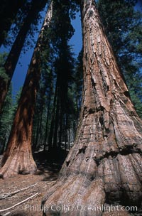 Giant Sequoia tree, Sequoiadendron giganteum, Mariposa Grove, Yosemite National Park, California