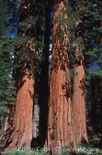 Giant Sequoia tree, Sequoiadendron giganteum, Mariposa Grove, Yosemite National Park, California