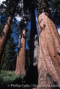 Giant Sequoia tree, Sequoiadendron giganteum, Mariposa Grove, Yosemite National Park, California