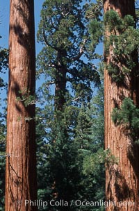 Giant Sequoia tree, Sequoiadendron giganteum, Mariposa Grove, Yosemite National Park, California