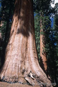 Giant Sequoia tree, Sequoiadendron giganteum, Mariposa Grove, Yosemite National Park, California