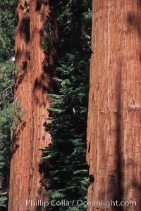 Giant Sequoia tree, Sequoiadendron giganteum, Mariposa Grove, Yosemite National Park, California