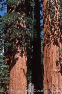 Giant Sequoia tree. Mariposa Grove, Yosemite National Park, California, USA, Sequoiadendron giganteum, natural history stock photograph, photo id 03665