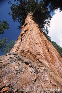 Giant Sequoia tree, Sequoiadendron giganteum, Mariposa Grove, Yosemite National Park, California