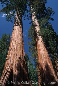 Giant Sequoia tree, Sequoiadendron giganteum, Mariposa Grove, Yosemite National Park, California