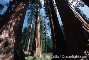 Giant Sequoia tree, Sequoiadendron giganteum, Mariposa Grove, Yosemite National Park, California