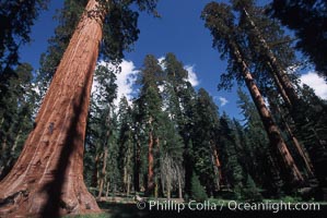 Giant Sequoia tree, Sequoiadendron giganteum, Mariposa Grove, Yosemite National Park, California