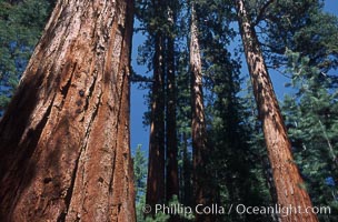 Giant Sequoia tree, Sequoiadendron giganteum, Mariposa Grove, Yosemite National Park, California