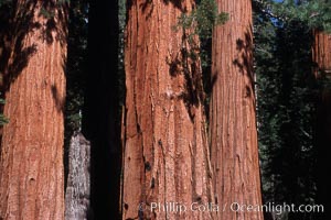 Giant Sequoia tree, Sequoiadendron giganteum, Mariposa Grove, Yosemite National Park, California