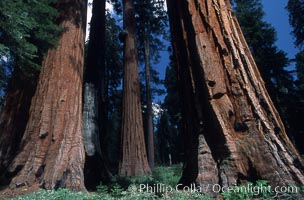 Giant Sequoia tree, Sequoiadendron giganteum, Mariposa Grove, Yosemite National Park, California