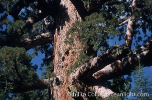 Giant Sequoia tree, Sequoiadendron giganteum, Mariposa Grove, Yosemite National Park, California