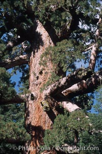 Giant Sequoia tree, Sequoiadendron giganteum, Mariposa Grove, Yosemite National Park, California