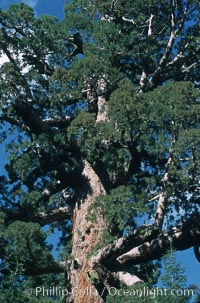 Giant Sequoia tree, Sequoiadendron giganteum, Mariposa Grove, Yosemite National Park, California