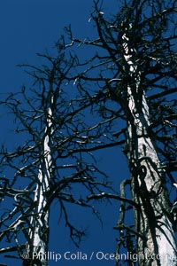 Sequoia tree, Mariposa Grove, Sequoiadendron giganteum, Yosemite National Park, California