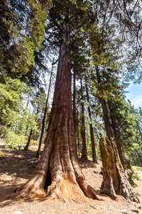 The Tennessee Tree shows resilience to fire damage, continuing to thrive in spite of deep fire scars. The living tissue or cambium layer of a sequoia lies just under its bark. As long as some of this thin, living tissue connects the leaves above with the roots below, the tree will continue to live. If undisturbed by people, or more fire, this living layer will eventually heal the fire scars seen on this tree. Grant Grove, Sequoiadendron giganteum, Sequoia Kings Canyon National Park, California