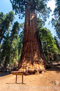 The President, an enormous Sequoia tree, Sequoiadendron giganteum, Giant Forest, Sequoia Kings Canyon National Park, California
