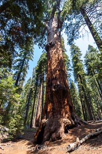 Chief Sequoyah, an enormous Sequoia tree, Sequoiadendron giganteum, Giant Forest, Sequoia Kings Canyon National Park, California