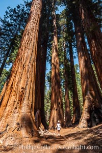 A young hiker is dwarfed by the enormous Senate Group of Sequoia trees, part of the Congress trail, Sequoiadendron giganteum, Giant Forest, Sequoia Kings Canyon National Park, California