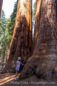 A young hiker is dwarfed by the trunk of an enormous Sequoia tree, Sequoiadendron giganteum, Giant Forest, Sequoia Kings Canyon National Park, California