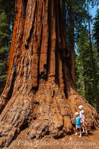 Young hikers are dwarfed by the trunk of an enormous Sequoia tree, Sequoiadendron giganteum, Giant Forest, Sequoia Kings Canyon National Park, California