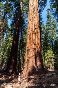 A young hiker is dwarfed by the trunk of an enormous Sequoia tree, Sequoiadendron giganteum, Giant Forest, Sequoia Kings Canyon National Park, California